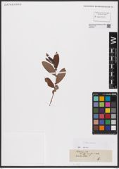 Foto von Salix aurita L.